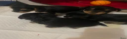 Yorkshire Terrier dogs for sale: Yorkshire Terrier puppies 🐶  - Advert 29