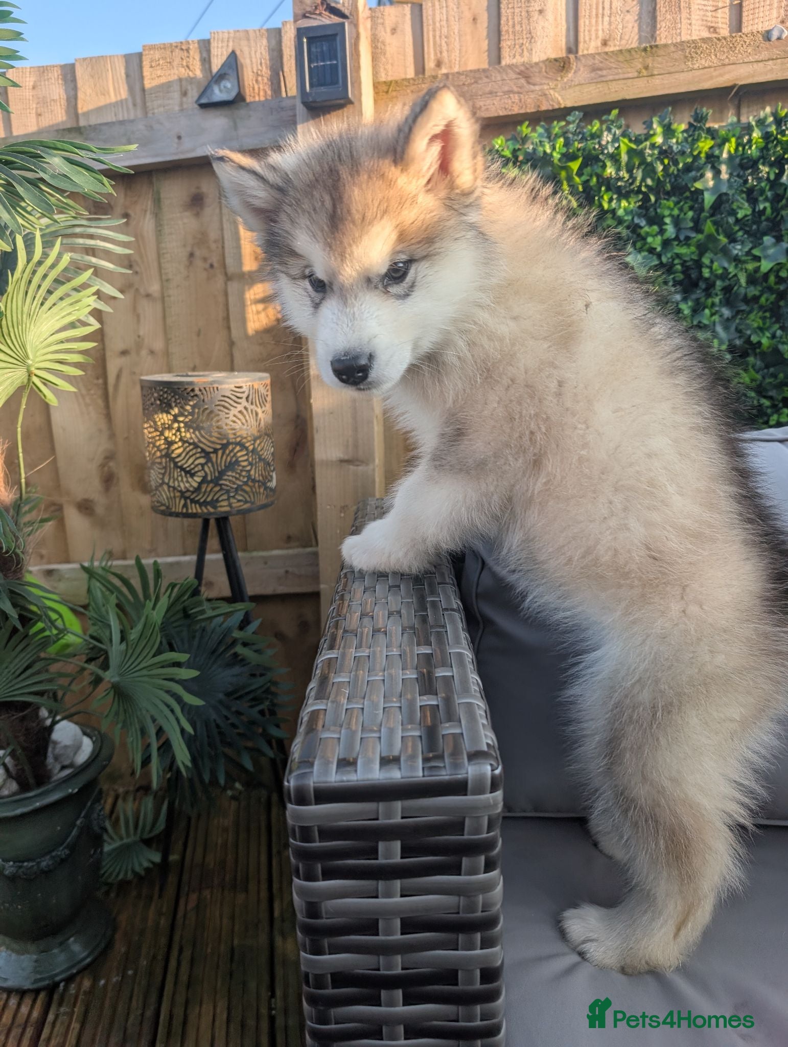 Alaskan Malamute dogs Ready Now 2 male Kc Reg Alaskan Malamute puppies  - Advert 3