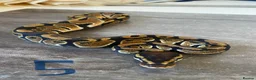 Python Snake reptiles for sale: Hatchling royal pythons. - Advert 11