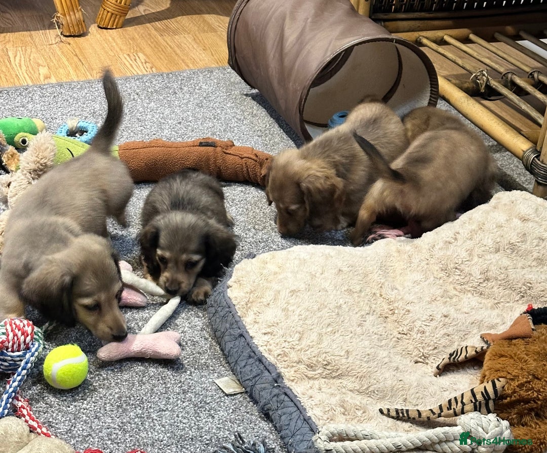 Miniature Dachshund dogs for sale: Gorgeous shaded cream pups - Image 21