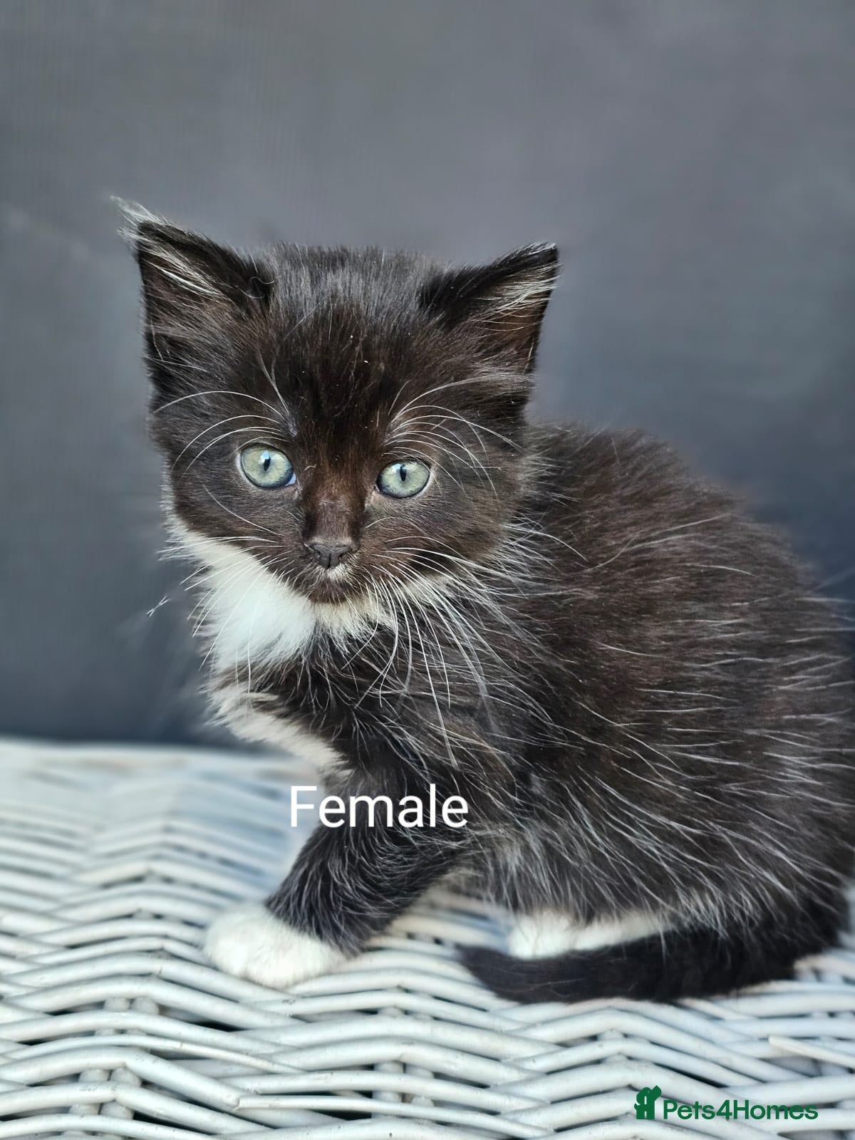 Mixed Breed cats  Kitten  for sale - Advert 2