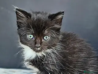 Mixed Breed cats Kitten for sale - Advert 2
