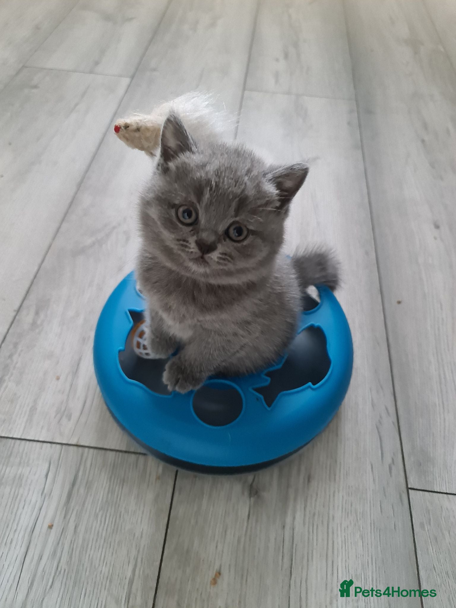 British Shorthair cats Last 2 boys available British-shorthair kittens  - Advert 10