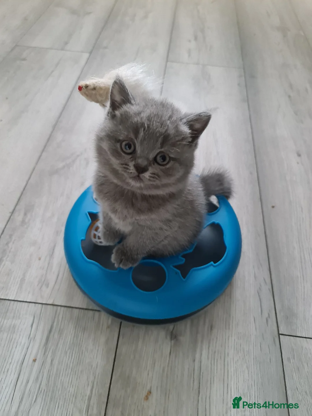 British Shorthair cats for sale: Beautiful British shorthair kittens  - Advert 2