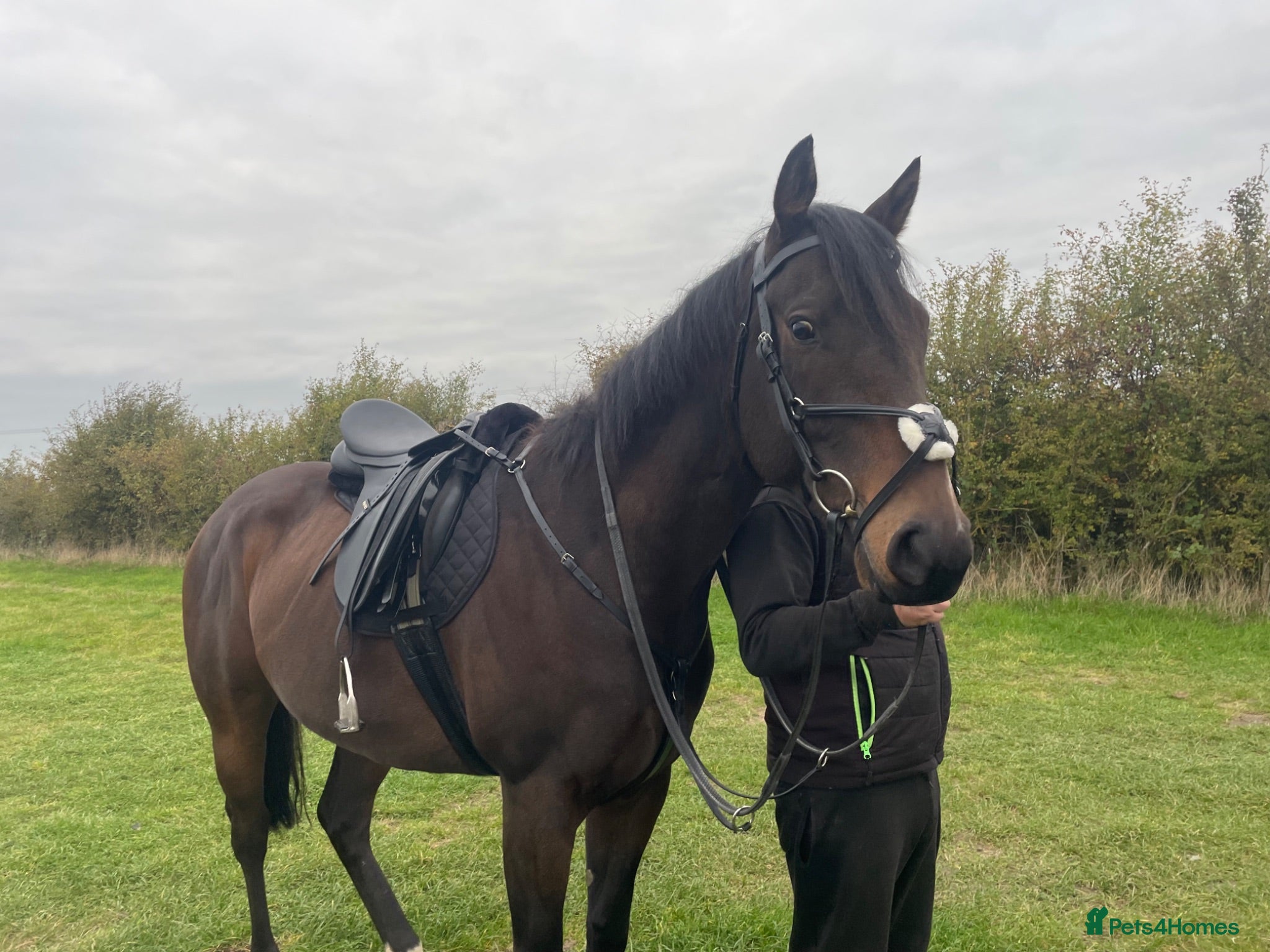 English Thoroughbred horses Sante  - Advert 1