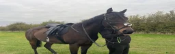 English Thoroughbred horses for sale: Sante  - Advert 1