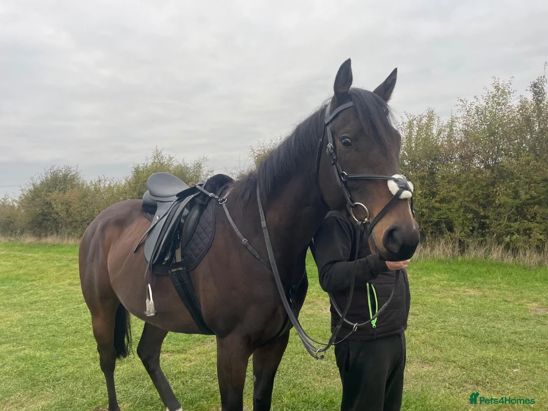 English Thoroughbred horses for sale: Sante  - Advert 1