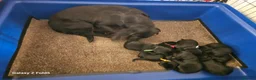 Labrador Retriever dogs for sale: KC REG STUNNING BLACK LITTER HEALTH TESTED PARENTS - Advert 1