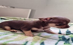 Chihuahua dogs for sale: Stunning Chihuahua Puppies  - Advert 12