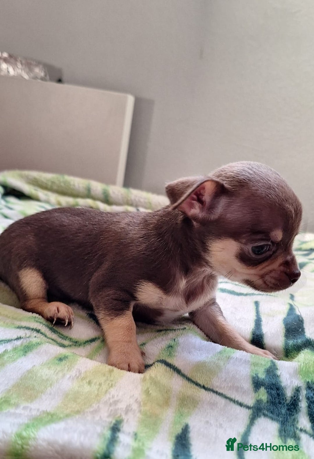 Chihuahua dogs for sale: Stunning Chihuahua Puppies  - Advert 12