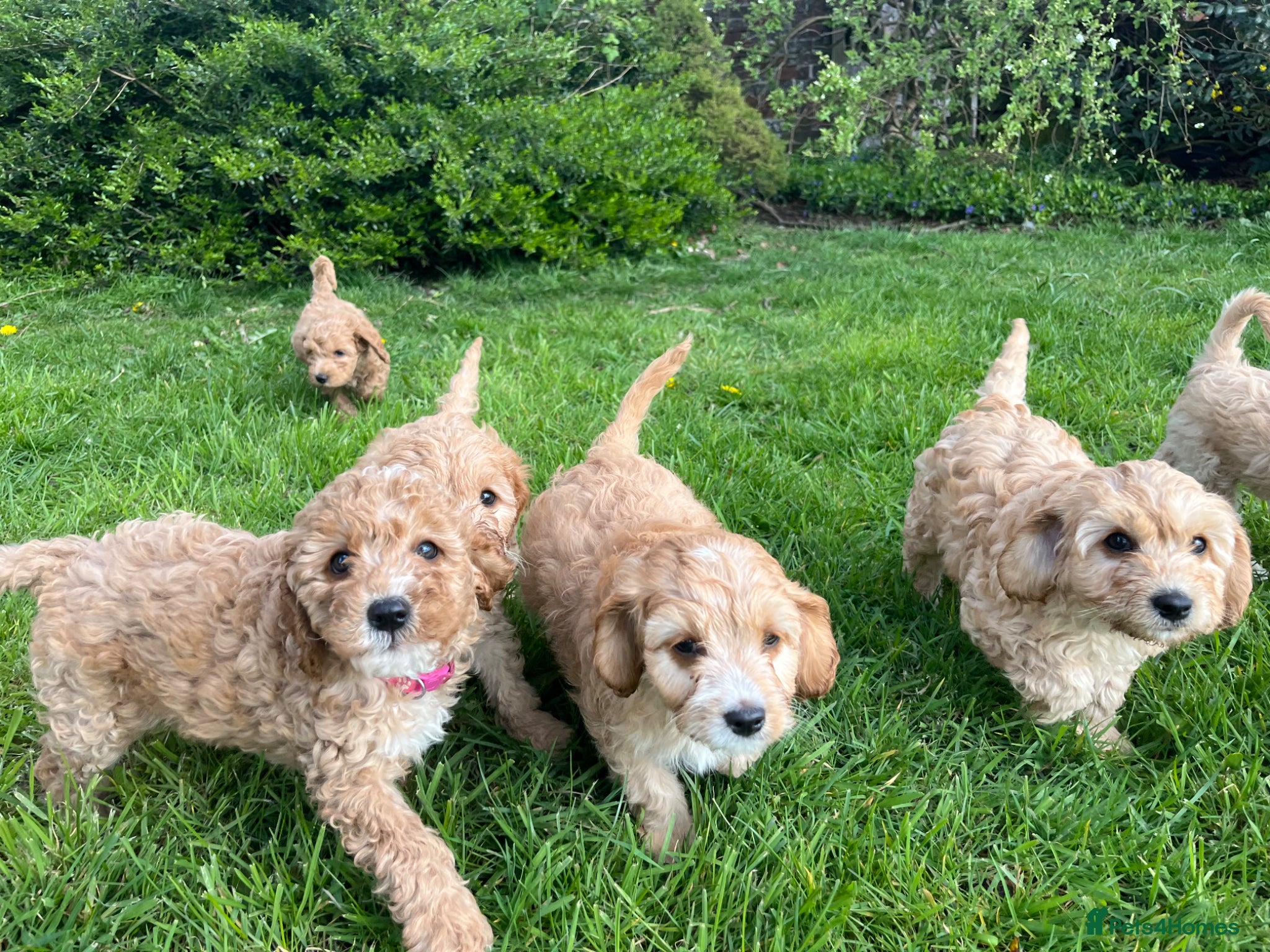 Cavapoo dogs for sale: Cavapoo Puppies for Sale! - Advert 1