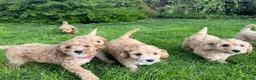 Cavapoo dogs for sale: Cavapoo Puppies for Sale! in Stoke-on-Trent - Advert 1