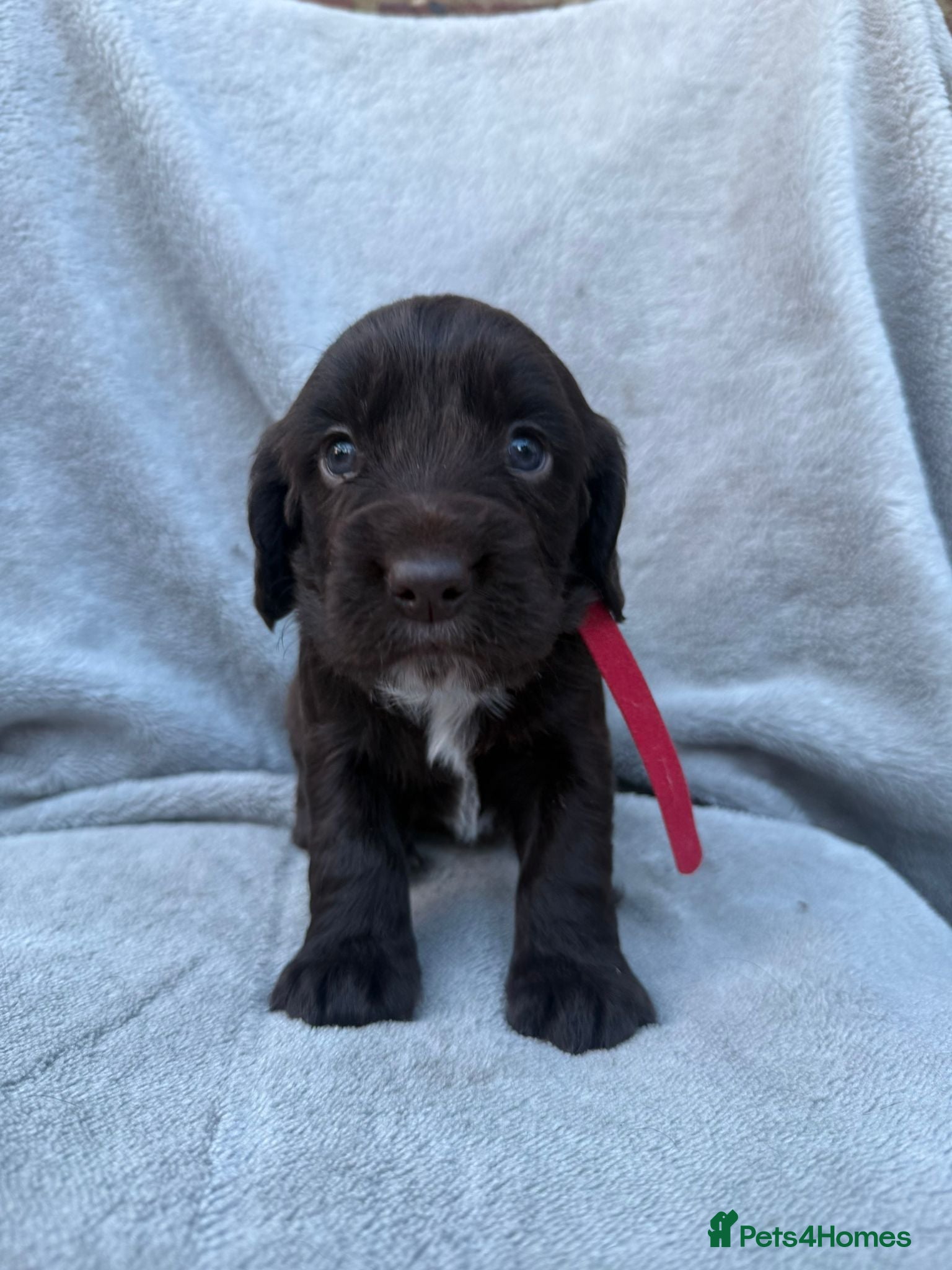 Sprocker dogs 4x perfect little pup - Advert 5