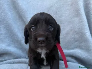 Sprocker dogs 4x perfect little pup - Advert 5