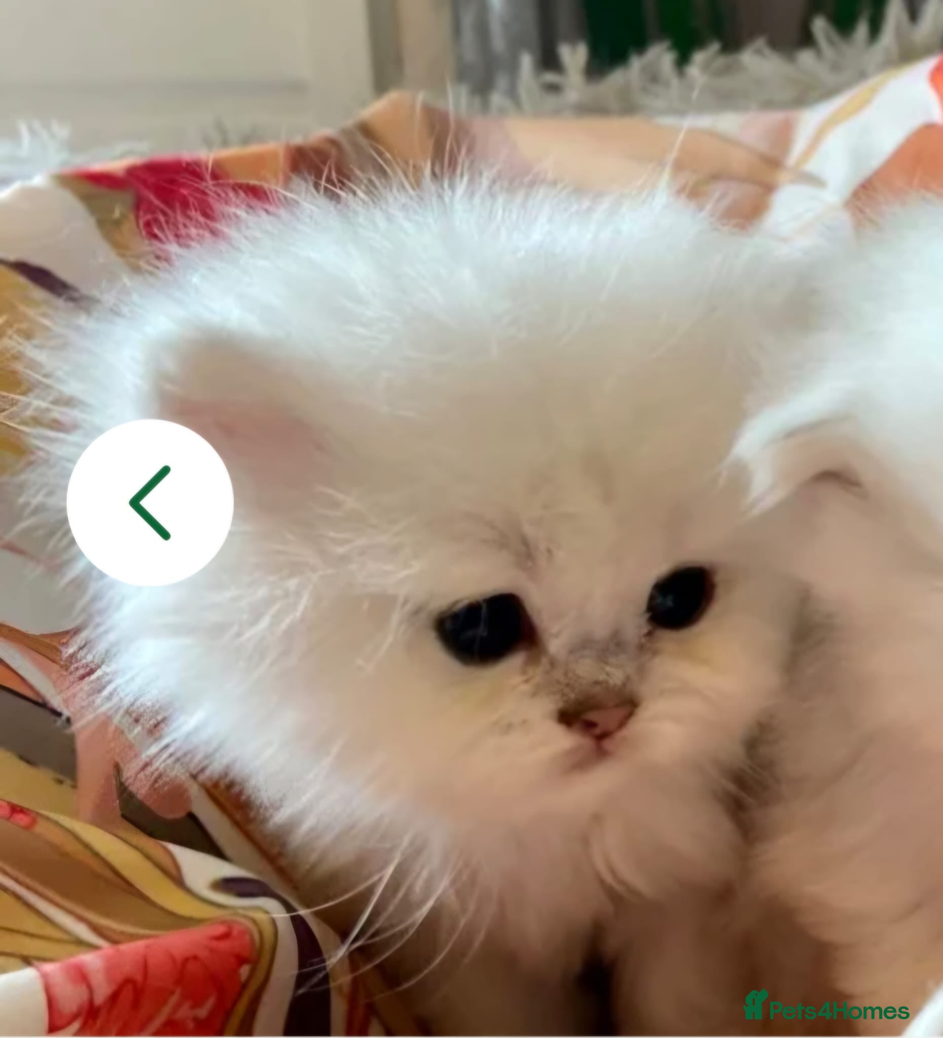 Persian cats Chinchilla persian  - Advert 13