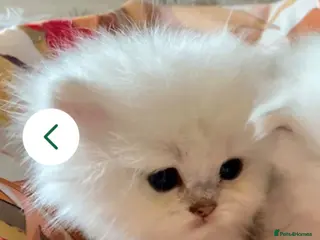 Persian cats Chinchilla persian - Advert 13