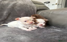 Chihuahua dogs for sale: Long hair chihuahua puppies  - Image 14