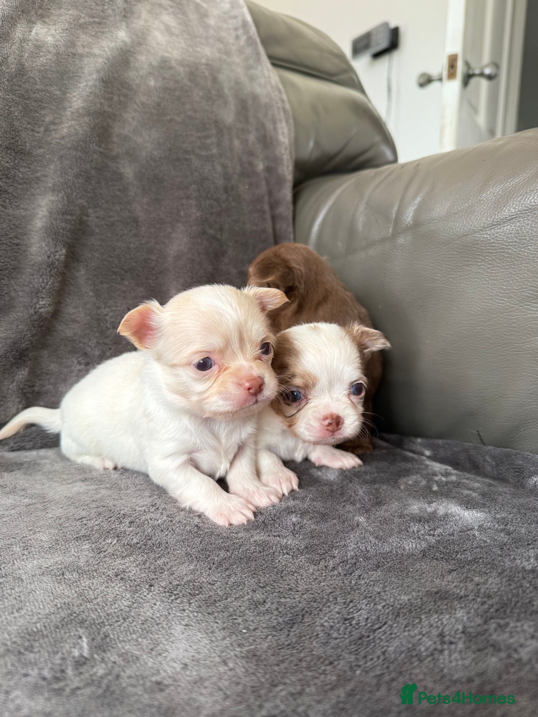 Chihuahua dogs for sale: Long hair chihuahua puppies  - Image 14