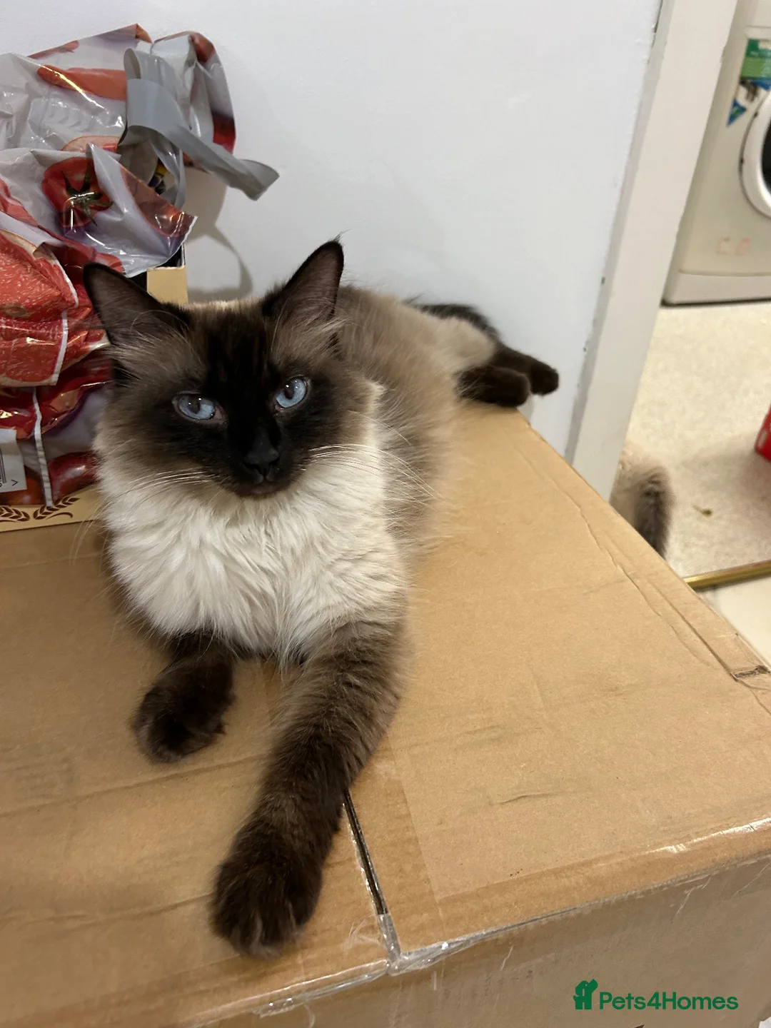 Ragdoll cats for sale: Beautiful Ragdoll Cats Looking for Loving Homes 🐾 - Advert 6