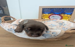 Dobermann dogs for sale: Stunning Dobermann puppies in Nottingham - Image 33