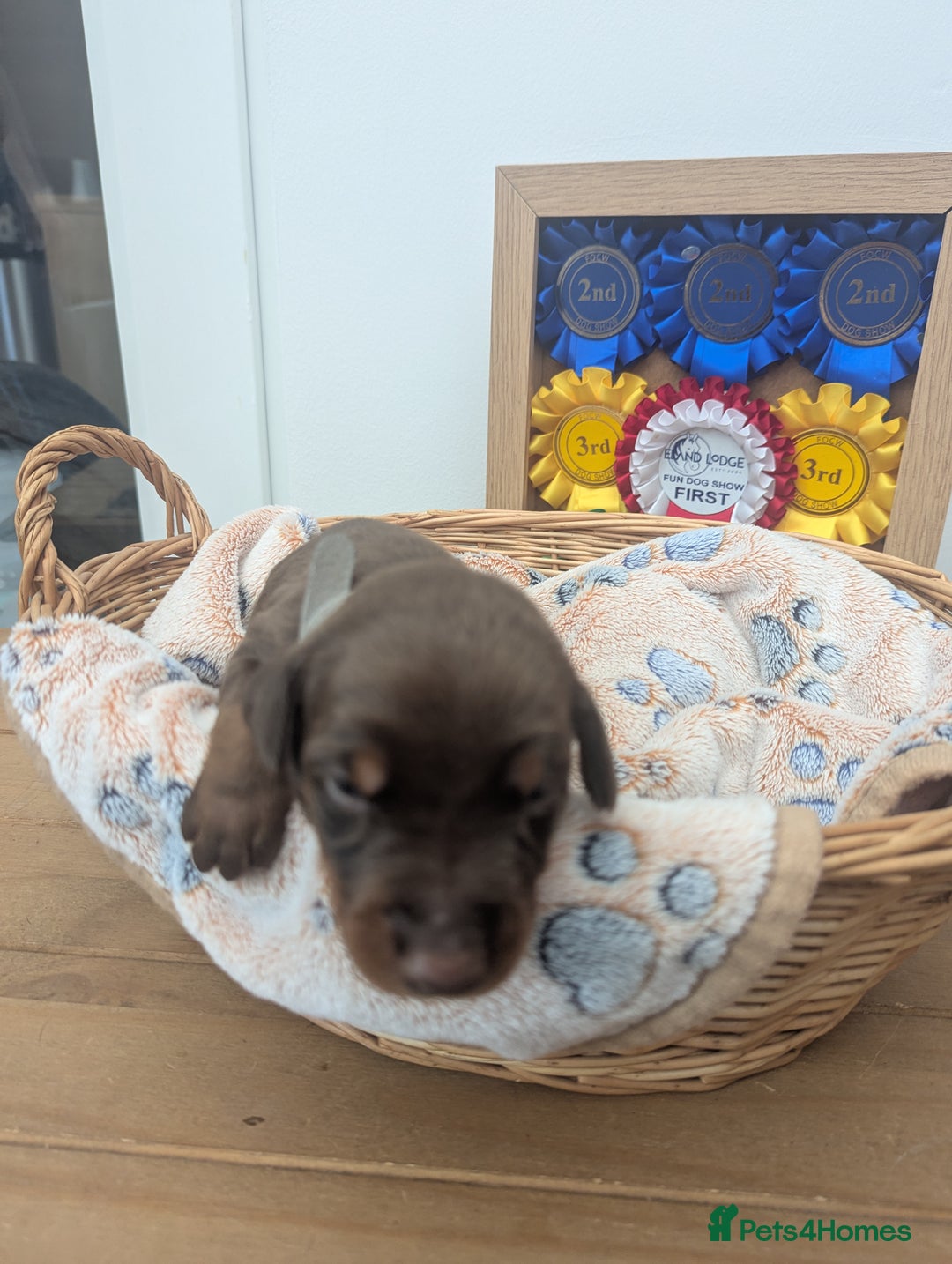 Dobermann dogs for sale: Stunning Dobermann puppies in Nottingham - Image 33