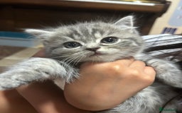 British Shorthair cats for sale: Adorable BSH kittens - Image 9