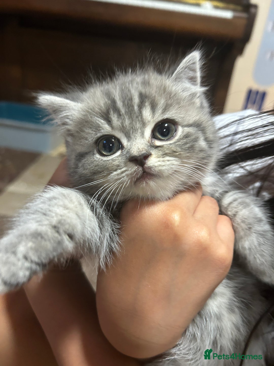 British Shorthair cats for sale: Adorable BSH kittens - Image 9