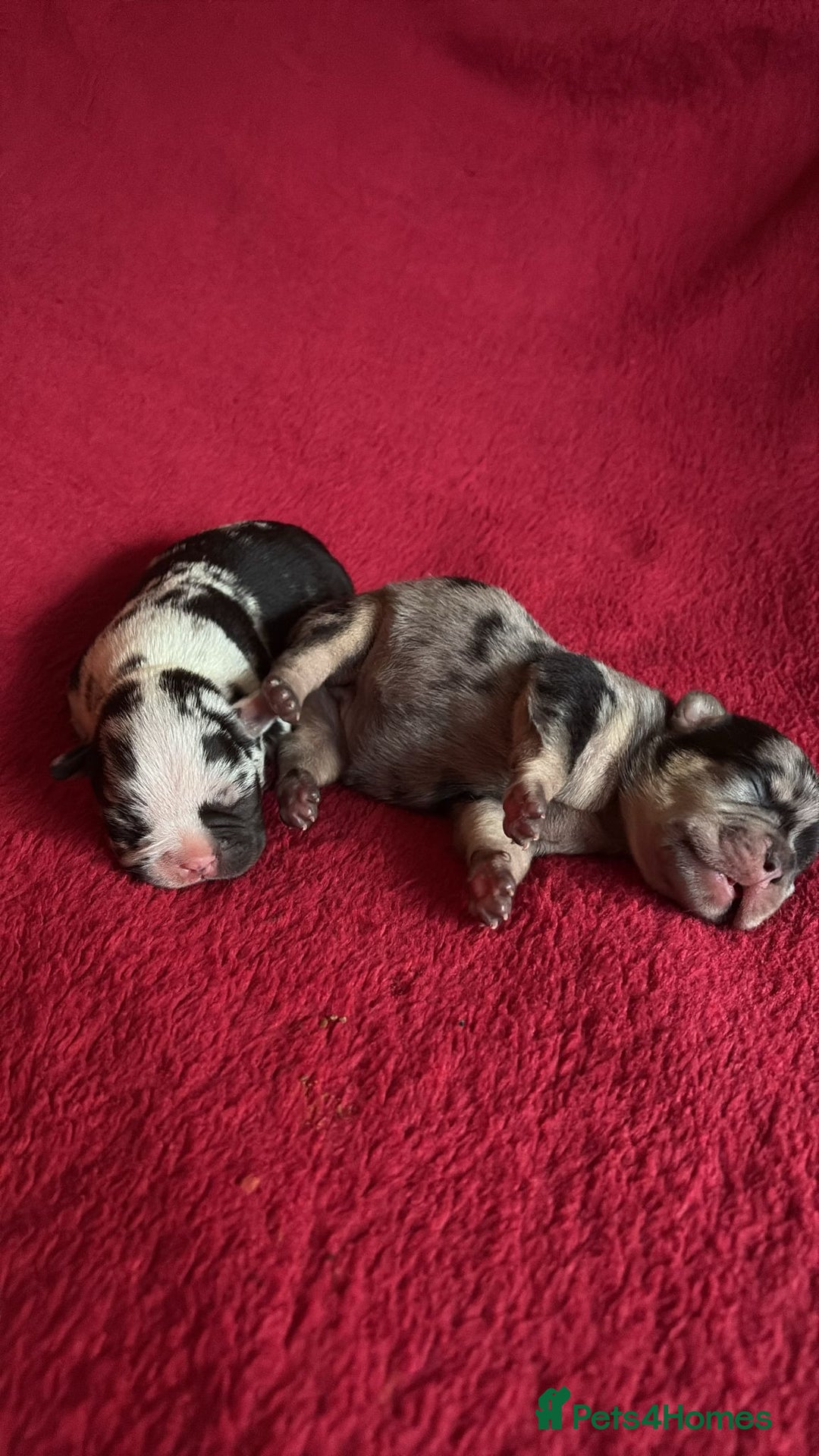 French Bulldog dogs for sale: French bulldog Merle puppies for sale  - Image 3