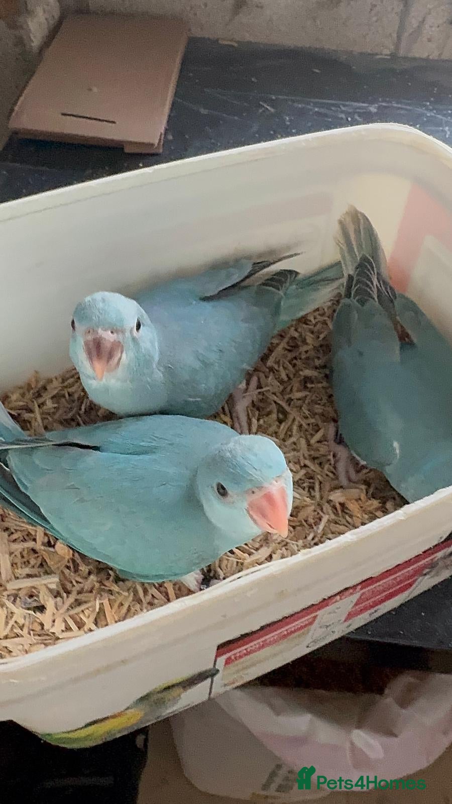 Ringnecks birds HAND REARED INDIAN RING NECK - Advert 1