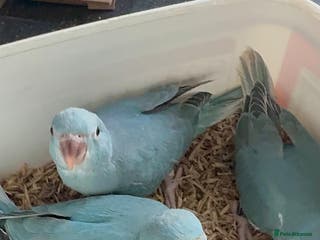 Ringnecks birds HAND REARED INDIAN RING NECK - Advert 16