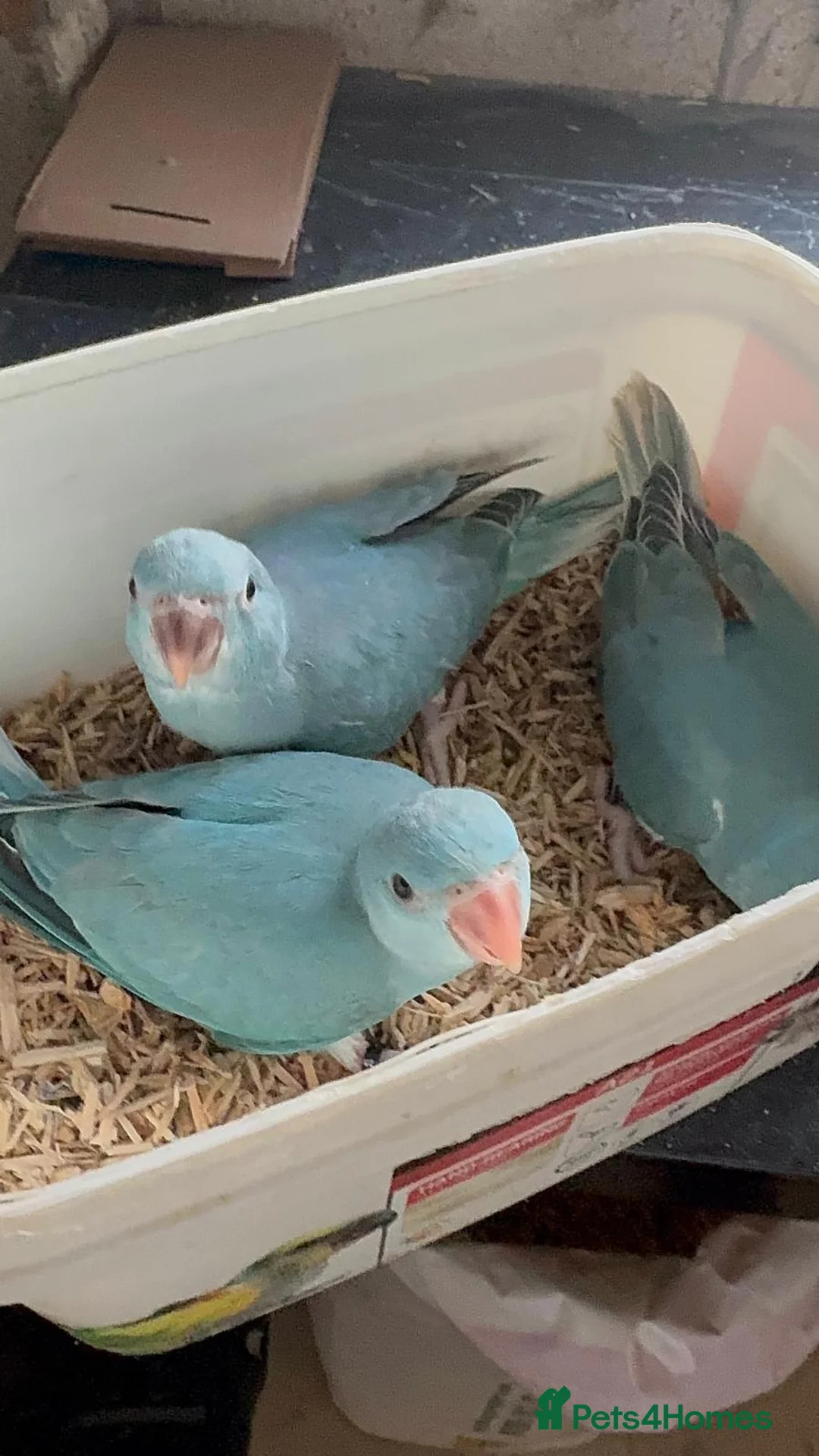 Ringnecks birds for sale: HAND REARED INDIAN RING NECK - Advert 1