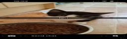 Mixed Breed cats for sale: Rescue kittens in Northwich - Advert 5
