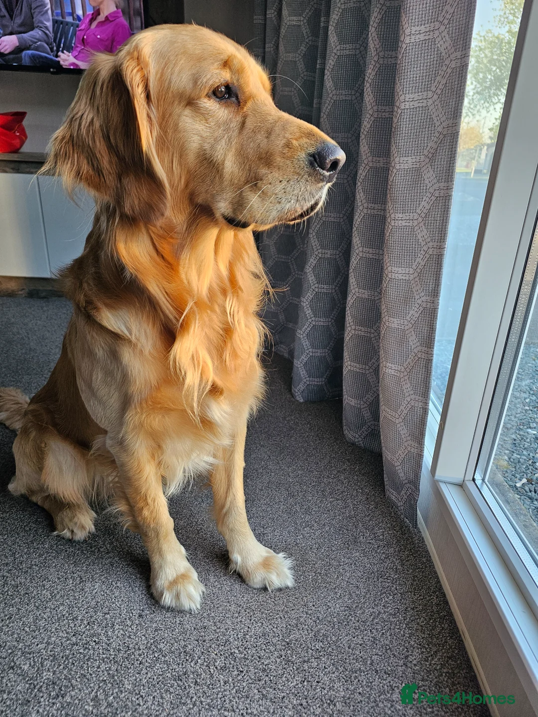 Golden Retriever dogs for stud: KC Registered Golden Retriever Stud Dog DNA Tested - Advert 2