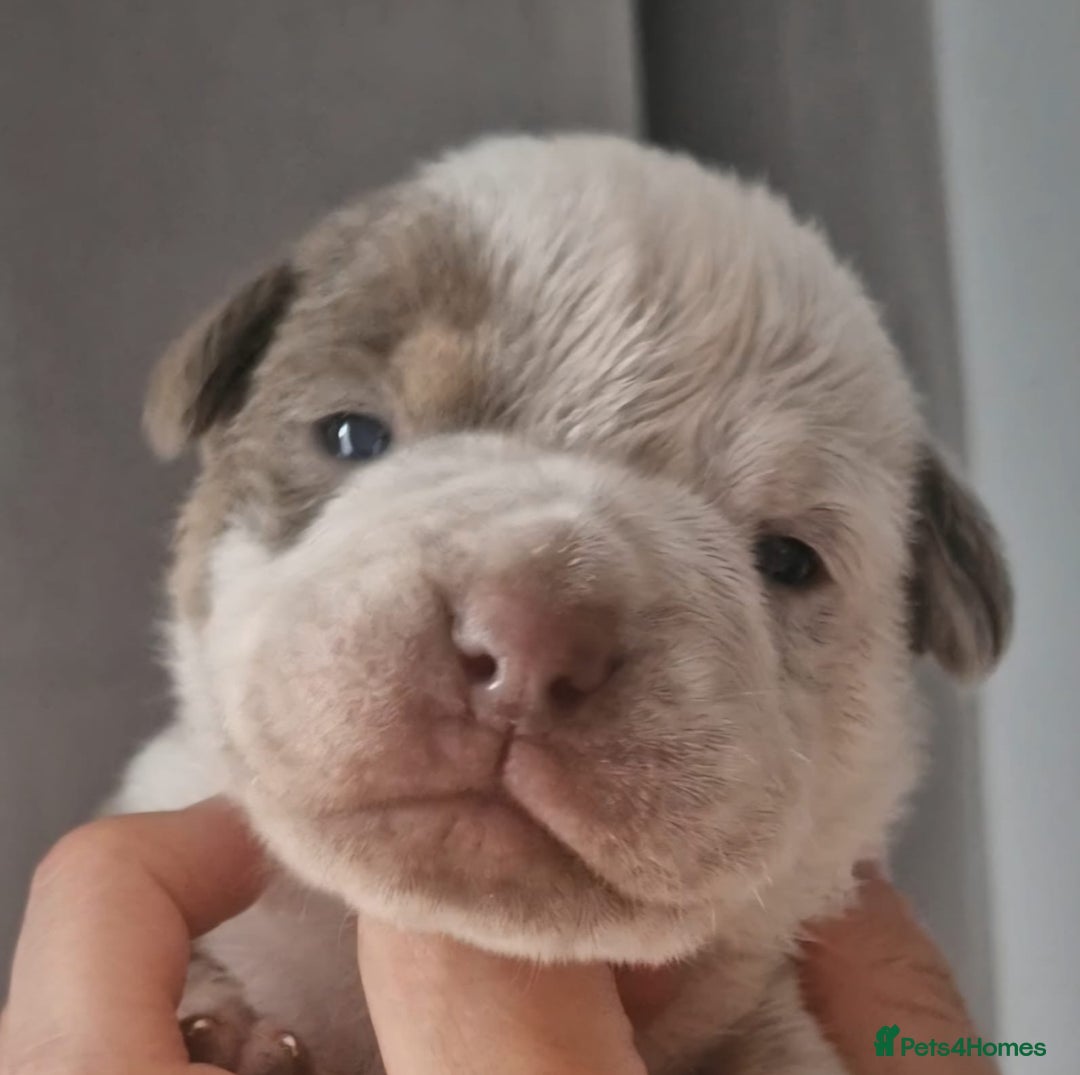 English Bulldog dogs for sale: Outstanding old English bulldogs - Image 1