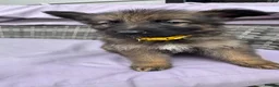 German Shepherd dogs for sale: 10 beautiful German shepherd puppies - Advert 17