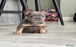 French Bulldog dogs for sale: Beautiful lilac and tan fluffy female  - Image 2