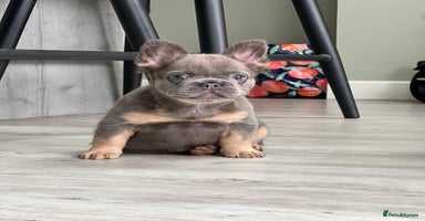 French Bulldog dogs - Advert 2