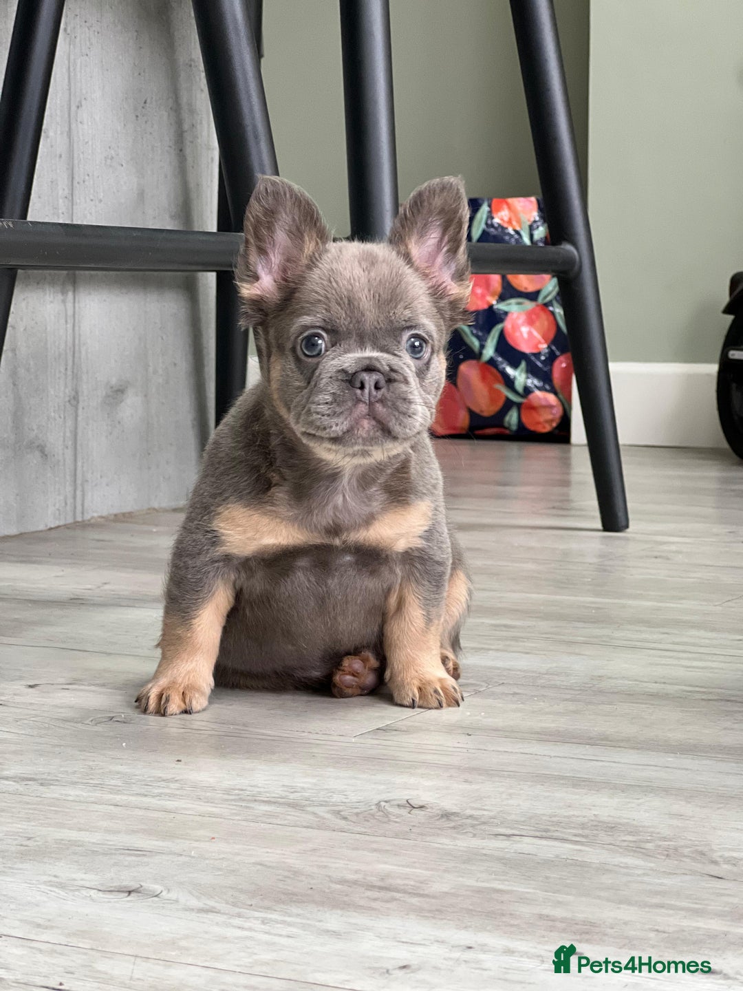 French Bulldog dogs for sale: Beautiful lilac and tan fluffy female  - Image 2