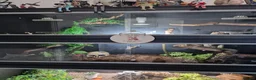 Rat Snake reptiles for sale: Japanese rat snake - Advert 2