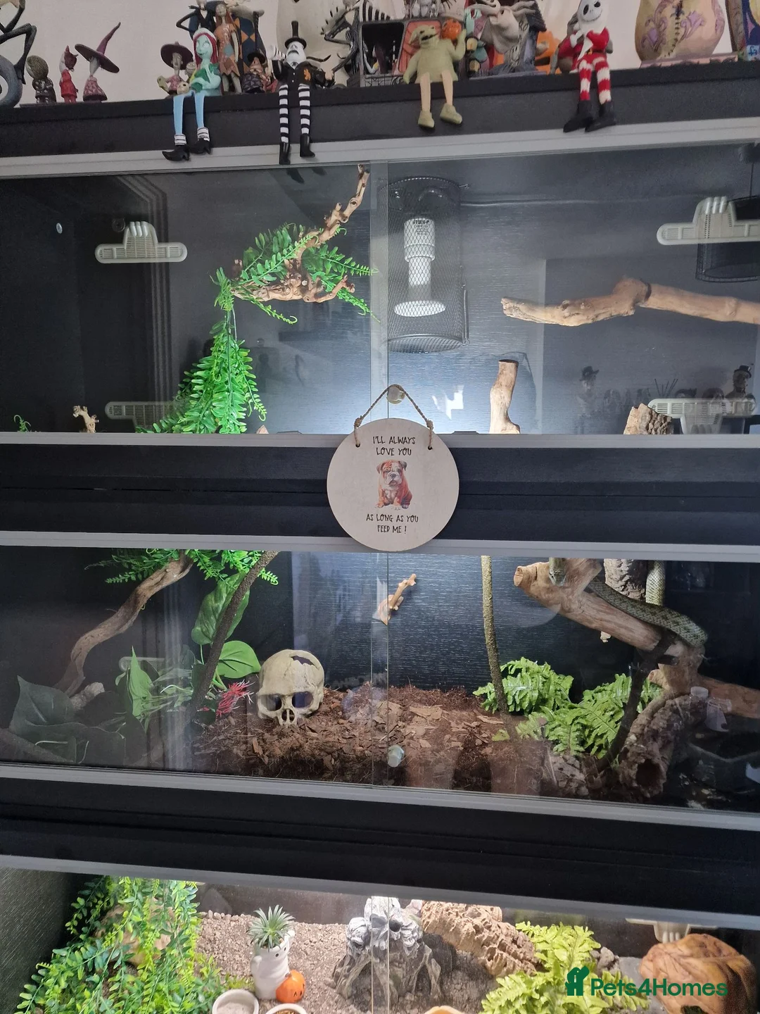 Rat Snake reptiles for sale: Japanese rat snake - Advert 2