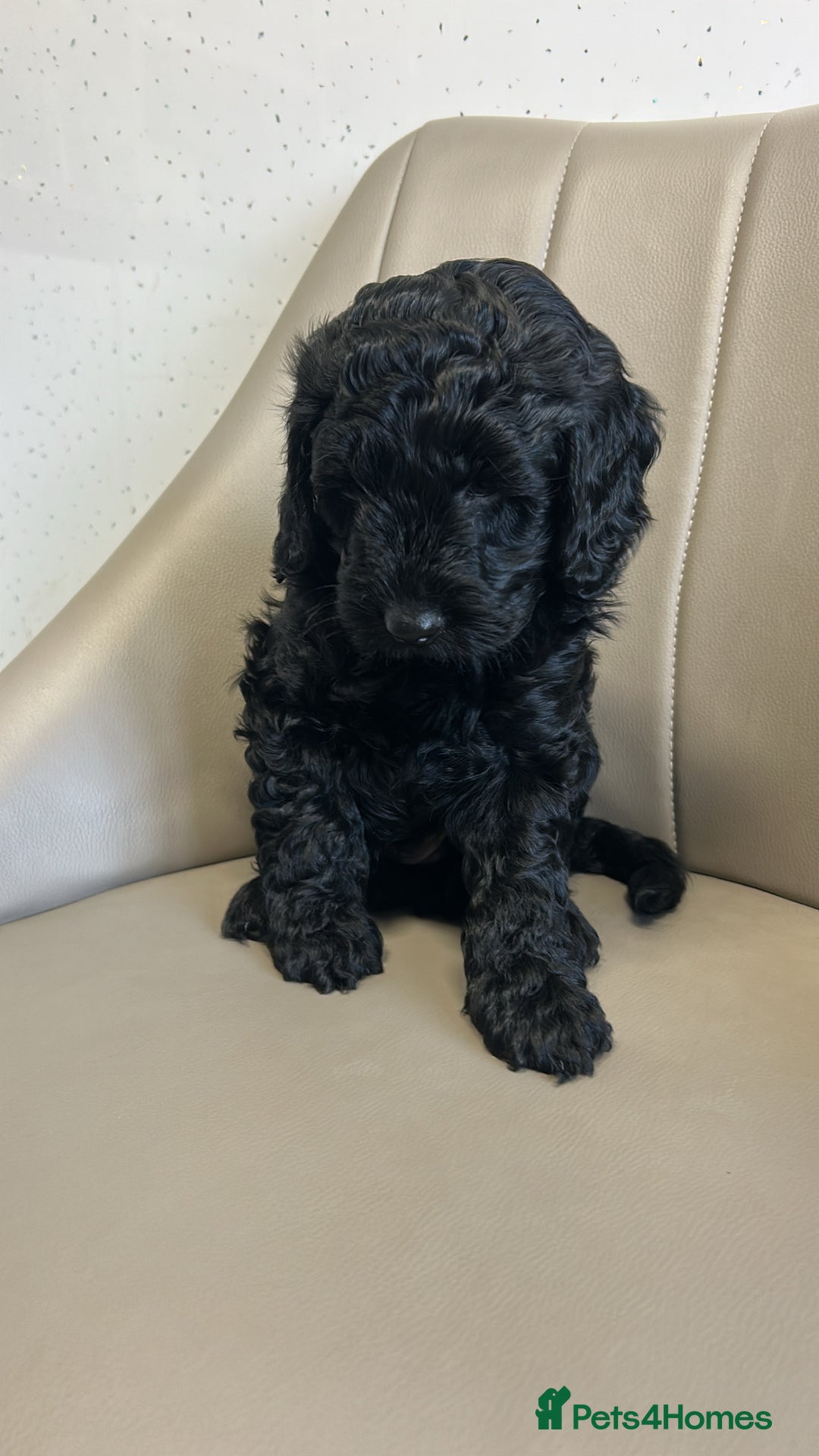 Cockapoo dogs for sale: Beautiful Cockapoo Puppies  - Advert 2