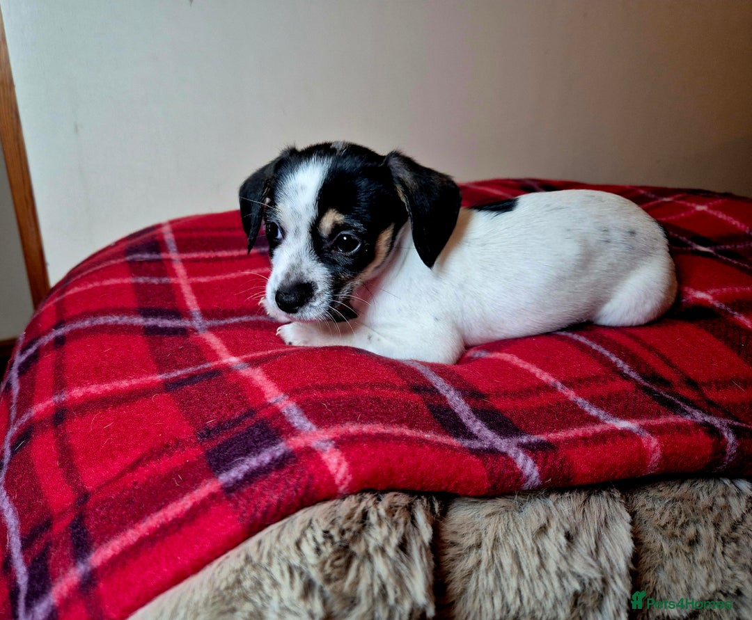 Chihuahua dogs for sale: Chihuahua puppies girls  - Advert 8