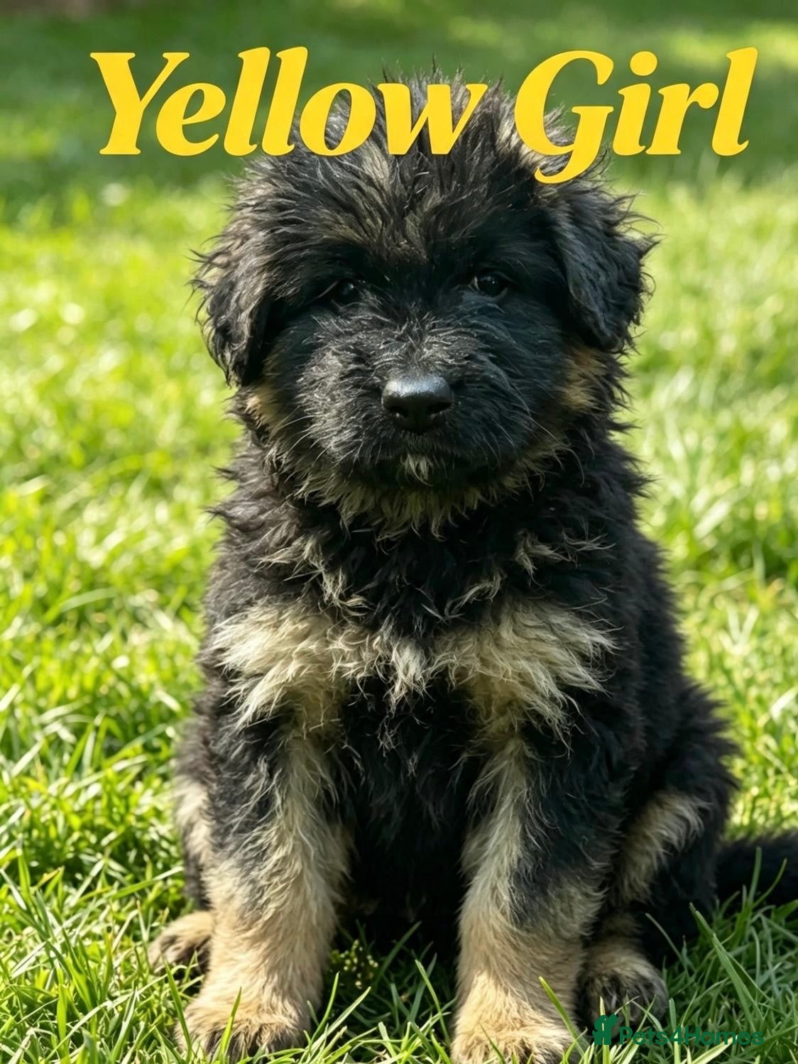 German Shepherd dogs Chunky Fluffy Long-Haired German Shepherd Puppies - Advert 8