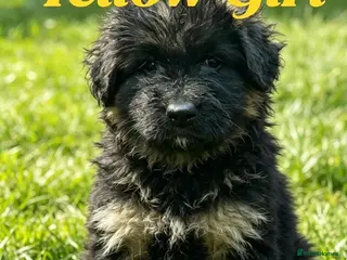 German Shepherd dogs Chunky Fluffy Long-Haired German Shepherd Puppies - Advert 8