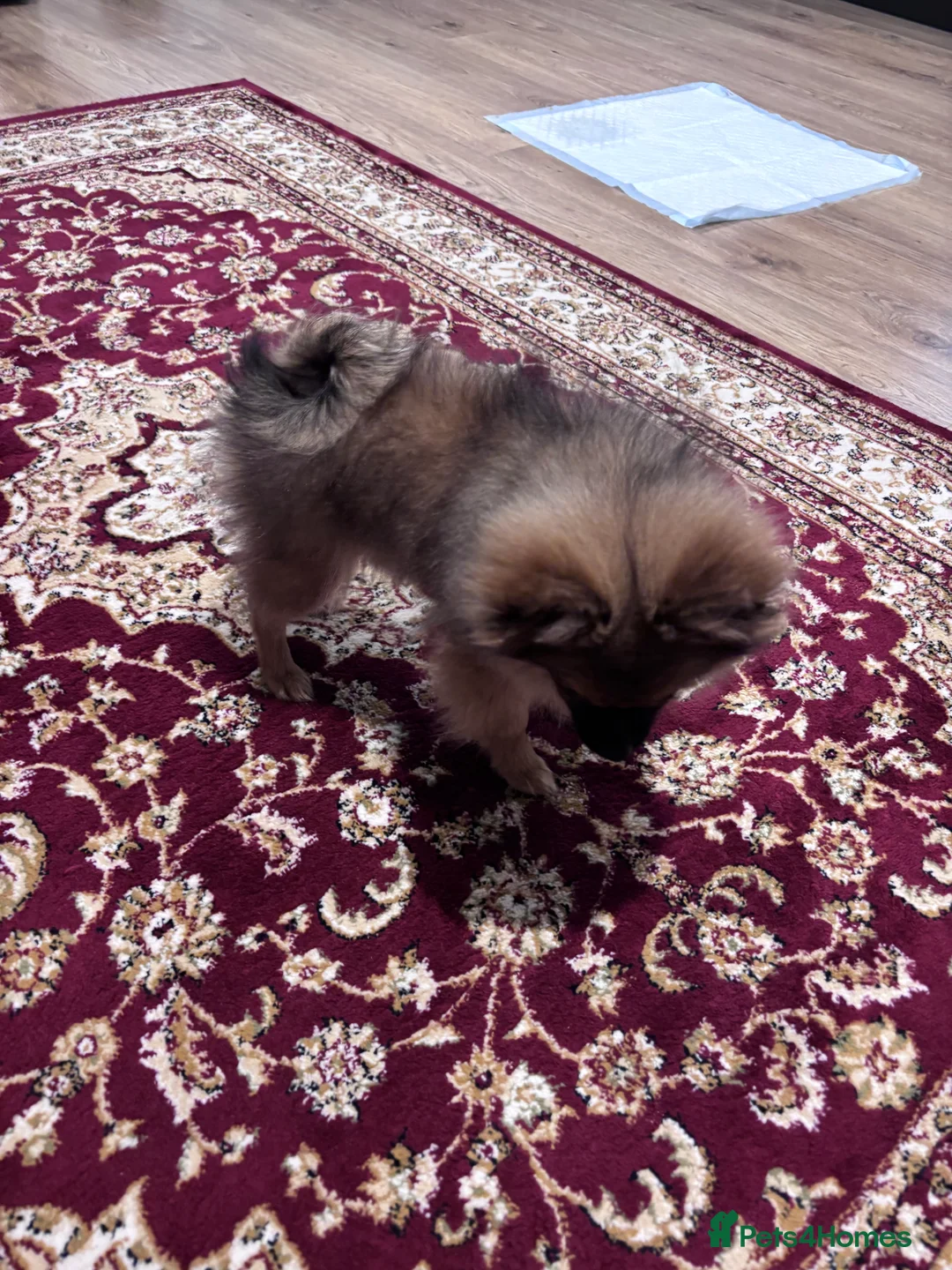 Pomeranian dogs for sale: 🐾 Stunning Male Pomeranian Puppy – £1,750 🐾 - Advert 20
