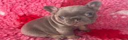 French Bulldog dogs for sale: 💜BLUEBELLE  THE LAST LITTLE BLUE GIRL 💜 - Advert 33