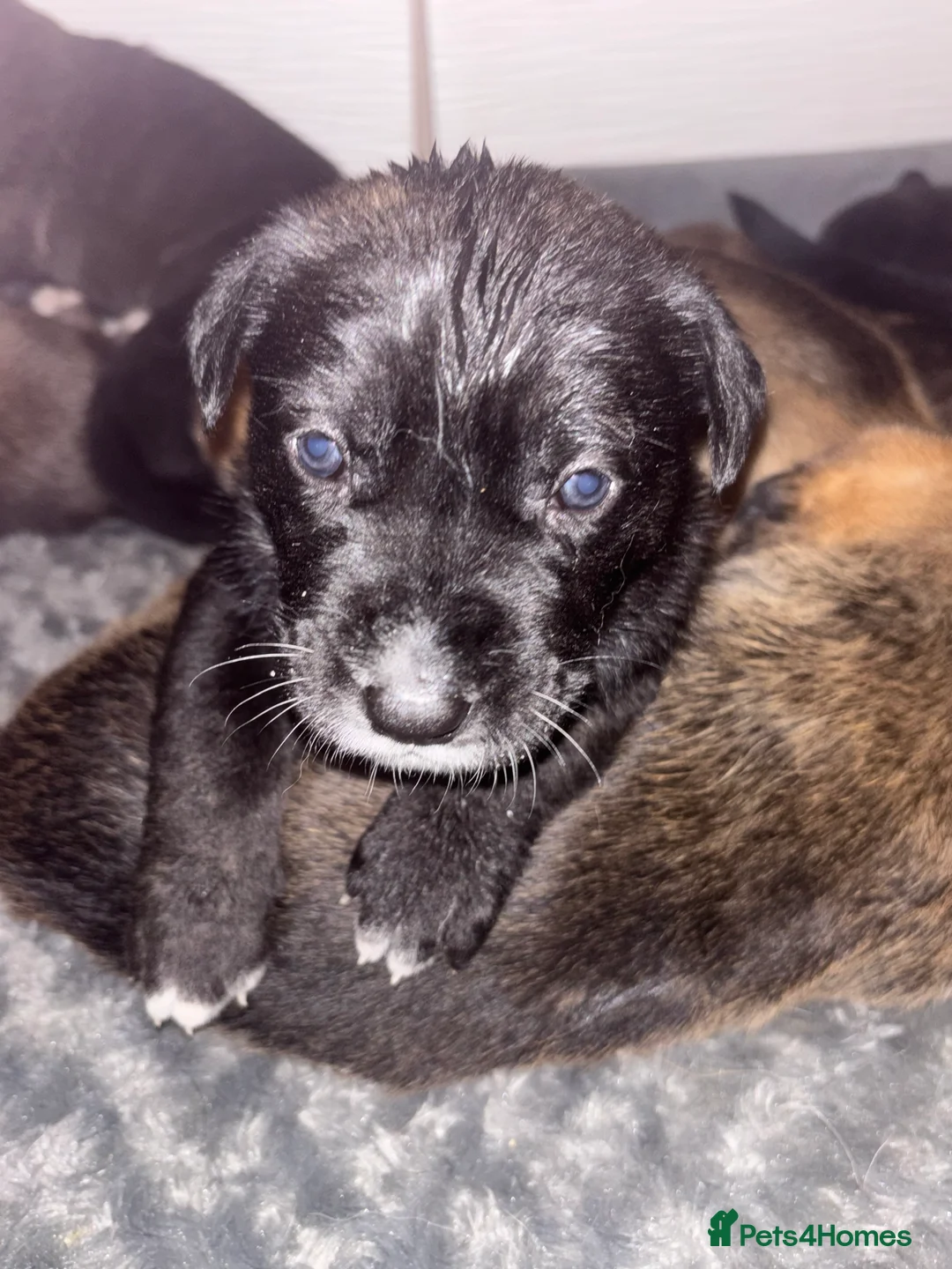 Mixed Breed dogs for sale: 10 beautiful puppies canecorso X huskyakita - Advert 21