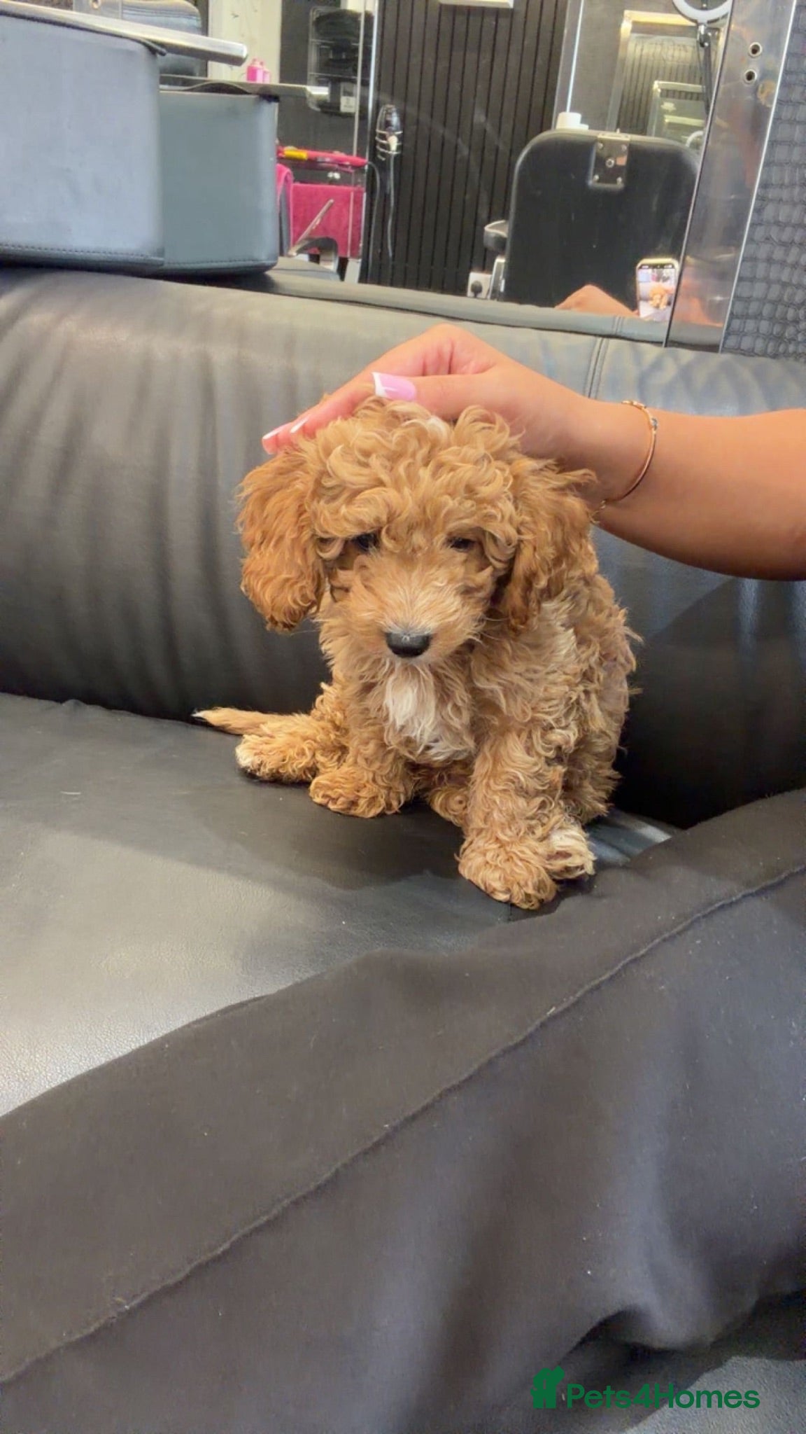 Cavapoochon dogs Miniature Cavapoochon Puppies for Sale - Advert 1