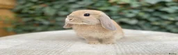 Mini Lop rabbits for sale: Baby Mini Lop bunnies for sale  - Advert 4