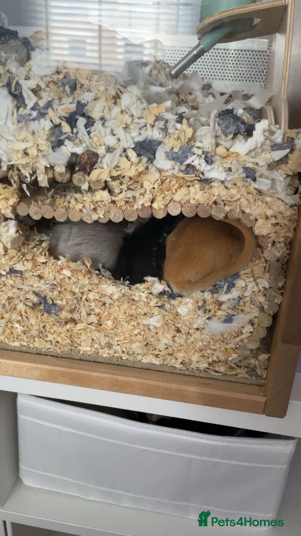 Gerbil rodents 3 male gerbils - 1 year and 2 months old  in London - Advert 1